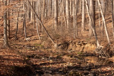 Bu ormanlık alanda güzel bir sonbahar sahnesi. Soğuk sonbahar mevsimi nedeniyle bütün yapraklar kahverengiye döndü. Kayalık bir dere akarak sudaki yansımayı gösteriyor..