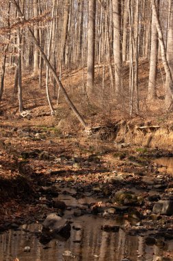 Bu ormanlık alanda güzel bir sonbahar sahnesi. Soğuk sonbahar mevsimi nedeniyle bütün yapraklar kahverengiye döndü. Kayalık bir dere akarak sudaki yansımayı gösteriyor..