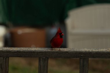 Bu güzel kardinal resim çekildiğinde kahverengi ahşap korkuluklara tünemişti. Parlak kırmızı renk erkek olduğunu gösteriyor. Kuş, etrafında kuşyemi ile ayakta duruyor..