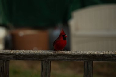 Bu güzel kardinal resim çekildiğinde kahverengi ahşap korkuluklara tünemişti. Parlak kırmızı renk erkek olduğunu gösteriyor. Kuş, etrafında kuşyemi ile ayakta duruyor..