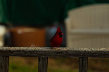 Bu güzel kardinal resim çekildiğinde kahverengi ahşap korkuluklara tünemişti. Parlak kırmızı renk erkek olduğunu gösteriyor. Kuş, etrafında kuşyemi ile ayakta duruyor..