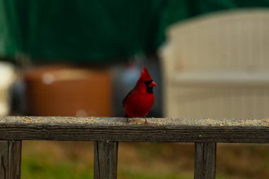 Bu güzel kardinal resim çekildiğinde kahverengi ahşap korkuluklara tünemişti. Parlak kırmızı renk erkek olduğunu gösteriyor. Kuş, etrafında kuşyemi ile ayakta duruyor..