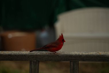 Bu güzel kardinal resim çekildiğinde kahverengi ahşap korkuluklara tünemişti. Parlak kırmızı renk erkek olduğunu gösteriyor. Kuş, etrafında kuşyemi ile ayakta duruyor..