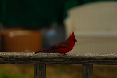 Bu güzel kardinal resim çekildiğinde kahverengi ahşap korkuluklara tünemişti. Parlak kırmızı renk erkek olduğunu gösteriyor. Kuş, etrafında kuşyemi ile ayakta duruyor..