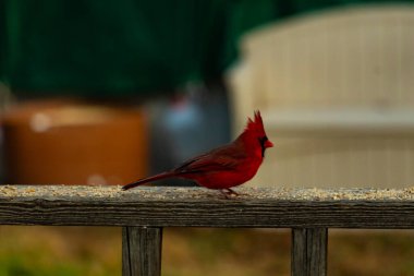 Bu güzel kardinal resim çekildiğinde kahverengi ahşap korkuluklara tünemişti. Parlak kırmızı renk erkek olduğunu gösteriyor. Kuş, etrafında kuşyemi ile ayakta duruyor..