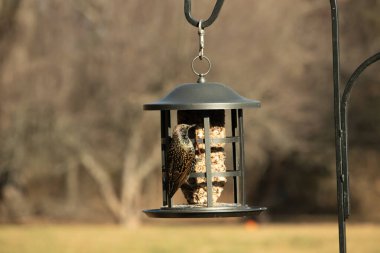 Bu güzel sığırcık yemek için dışarı çıktı. İstilacı türler, siyah metal kuş yemliğine yapışmış ve kuş yemi kekinden yiyorlar. Tüyler yağlı tüylerden dolayı parlıyor..