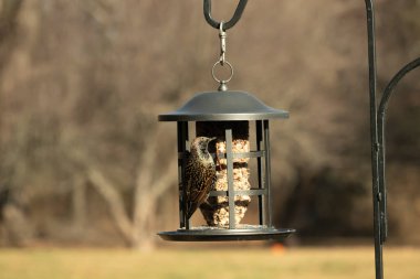 Bu güzel sığırcık yemek için dışarı çıktı. İstilacı türler, siyah metal kuş yemliğine yapışmış ve kuş yemi kekinden yiyorlar. Tüyler yağlı tüylerden dolayı parlıyor..