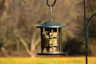 Bu güzel sığırcık yemek için dışarı çıktı. İstilacı türler, siyah metal kuş yemliğine yapışmış ve kuş yemi kekinden yiyorlar. Tüyler yağlı tüylerden dolayı parlıyor..