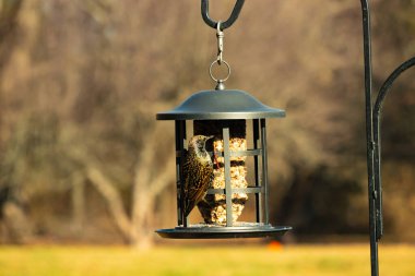 Bu güzel sığırcık yemek için dışarı çıktı. İstilacı türler, siyah metal kuş yemliğine yapışmış ve kuş yemi kekinden yiyorlar. Tüyler yağlı tüylerden dolayı parlıyor..