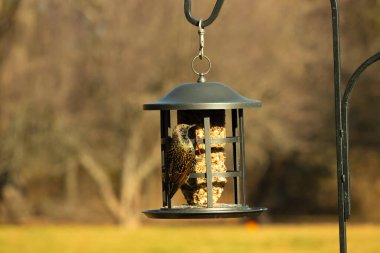 Bu güzel sığırcık yemek için dışarı çıktı. İstilacı türler, siyah metal kuş yemliğine yapışmış ve kuş yemi kekinden yiyorlar. Tüyler yağlı tüylerden dolayı parlıyor..