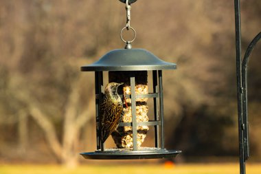 Bu güzel sığırcık yemek için dışarı çıktı. İstilacı türler, siyah metal kuş yemliğine yapışmış ve kuş yemi kekinden yiyorlar. Tüyler yağlı tüylerden dolayı parlıyor..
