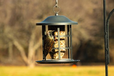 Bu güzel sığırcık yemek için dışarı çıktı. İstilacı türler, siyah metal kuş yemliğine yapışmış ve kuş yemi kekinden yiyorlar. Tüyler yağlı tüylerden dolayı parlıyor..