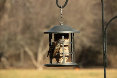 Bu güzel sığırcık yemek için dışarı çıktı. İstilacı türler, siyah metal kuş yemliğine yapışmış ve kuş yemi kekinden yiyorlar. Tüyler yağlı tüylerden dolayı parlıyor..