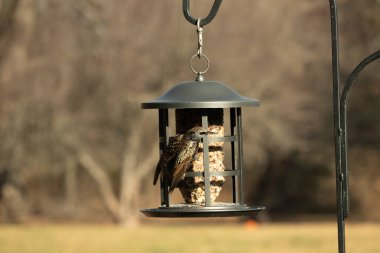 Bu güzel sığırcık yemek için dışarı çıktı. İstilacı türler, siyah metal kuş yemliğine yapışmış ve kuş yemi kekinden yiyorlar. Tüyler yağlı tüylerden dolayı parlıyor..