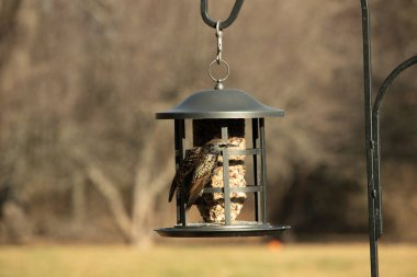 Bu güzel sığırcık yemek için dışarı çıktı. İstilacı türler, siyah metal kuş yemliğine yapışmış ve kuş yemi kekinden yiyorlar. Tüyler yağlı tüylerden dolayı parlıyor..