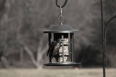 Bu güzel sığırcık yemek için dışarı çıktı. İstilacı türler, siyah metal kuş yemliğine yapışmış ve kuş yemi kekinden yiyorlar. Tüyler yağlı tüylerden dolayı parlıyor..