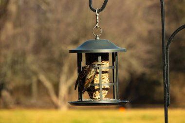 Bu güzel sığırcık yemek için dışarı çıktı. İstilacı türler, siyah metal kuş yemliğine yapışmış ve kuş yemi kekinden yiyorlar. Tüyler yağlı tüylerden dolayı parlıyor..