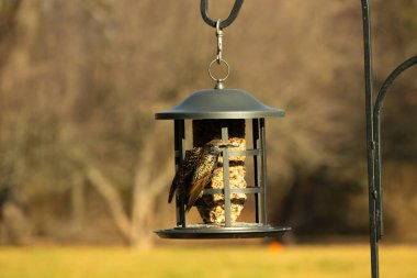 Bu güzel sığırcık yemek için dışarı çıktı. İstilacı türler, siyah metal kuş yemliğine yapışmış ve kuş yemi kekinden yiyorlar. Tüyler yağlı tüylerden dolayı parlıyor..