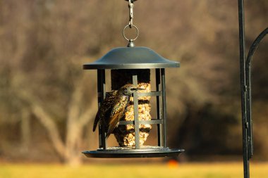 Bu güzel sığırcık yemek için dışarı çıktı. İstilacı türler, siyah metal kuş yemliğine yapışmış ve kuş yemi kekinden yiyorlar. Tüyler yağlı tüylerden dolayı parlıyor..
