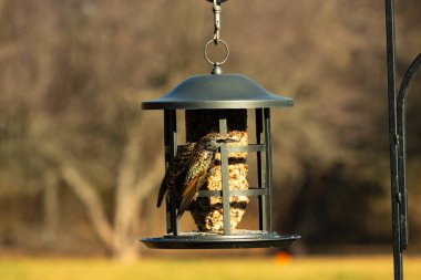 Bu güzel sığırcık yemek için dışarı çıktı. İstilacı türler, siyah metal kuş yemliğine yapışmış ve kuş yemi kekinden yiyorlar. Tüyler yağlı tüylerden dolayı parlıyor..