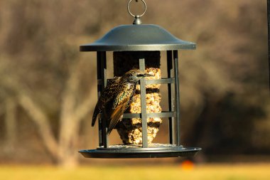 Bu güzel sığırcık yemek için dışarı çıktı. İstilacı türler, siyah metal kuş yemliğine yapışmış ve kuş yemi kekinden yiyorlar. Tüyler yağlı tüylerden dolayı parlıyor..