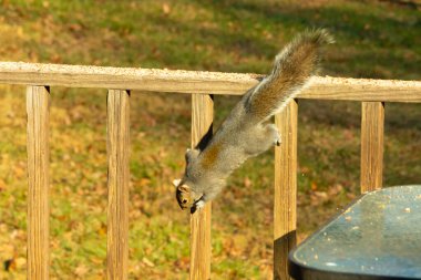 Bu güzel gri sincap güvertedeki tahtadan tırmanırken görülmüş. Ayaklar bir şeylere tutunmak için tasarlanmış. Kıllı kuyruk bu kemirgenin vücudunun arkasına doğru uzanıyordu..