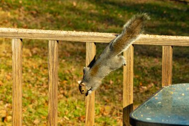 Bu güzel gri sincap güvertedeki tahtadan tırmanırken görülmüş. Ayaklar bir şeylere tutunmak için tasarlanmış. Kıllı kuyruk bu kemirgenin vücudunun arkasına doğru uzanıyordu..