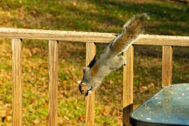 Bu güzel gri sincap güvertedeki tahtadan tırmanırken görülmüş. Ayaklar bir şeylere tutunmak için tasarlanmış. Kıllı kuyruk bu kemirgenin vücudunun arkasına doğru uzanıyordu..