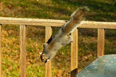 Bu güzel gri sincap güvertedeki tahtadan tırmanırken görülmüş. Ayaklar bir şeylere tutunmak için tasarlanmış. Kıllı kuyruk bu kemirgenin vücudunun arkasına doğru uzanıyordu..