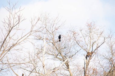 Ormanlık alanda güzel bir kış manzarası. Soğuk sıcaklıktan dolayı yaprakları olmayan ağaçlar. Çıplak uzuvlar iskelet gibi görünüyor. Dallara tünemiş siyah bir karga.