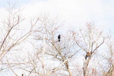Ormanlık alanda güzel bir kış manzarası. Soğuk sıcaklıktan dolayı yaprakları olmayan ağaçlar. Çıplak uzuvlar iskelet gibi görünüyor. Dallara tünemiş siyah bir karga.