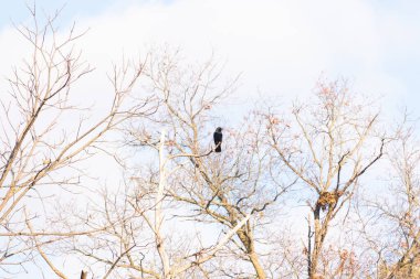 Ormanlık alanda güzel bir kış manzarası. Soğuk sıcaklıktan dolayı yaprakları olmayan ağaçlar. Çıplak uzuvlar iskelet gibi görünüyor. Dallara tünemiş siyah bir karga.