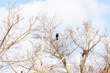 Ormanlık alanda güzel bir kış manzarası. Soğuk sıcaklıktan dolayı yaprakları olmayan ağaçlar. Çıplak uzuvlar iskelet gibi görünüyor. Dallara tünemiş siyah bir karga.