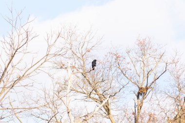 Ormanlık alanda güzel bir kış manzarası. Soğuk sıcaklıktan dolayı yaprakları olmayan ağaçlar. Çıplak uzuvlar iskelet gibi görünüyor. Dallara tünemiş siyah bir karga.