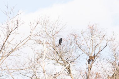 Ormanlık alanda güzel bir kış manzarası. Soğuk sıcaklıktan dolayı yaprakları olmayan ağaçlar. Çıplak uzuvlar iskelet gibi görünüyor. Dallara tünemiş siyah bir karga.