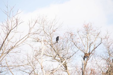 Ormanlık alanda güzel bir kış manzarası. Soğuk sıcaklıktan dolayı yaprakları olmayan ağaçlar. Çıplak uzuvlar iskelet gibi görünüyor. Dallara tünemiş siyah bir karga.