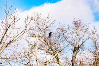 Ormanlık alanda güzel bir kış manzarası. Soğuk sıcaklıktan dolayı yaprakları olmayan ağaçlar. Çıplak uzuvlar iskelet gibi görünüyor. Dallara tünemiş siyah bir karga.