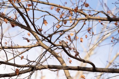 Fotoğraf çekildiğinde küçük sevimli siyah gözlü junco ağaca tünemişti. Küçük sevimli kuş kışın bir işaretidir ve genellikle kar kuşu olarak adlandırılır. Dalların her tarafında kahverengi yapraklar var..