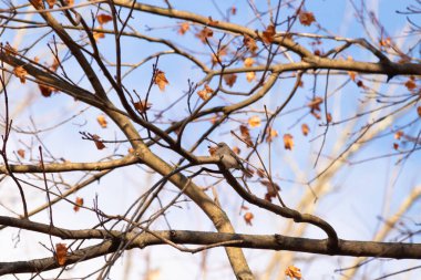 Fotoğraf çekildiğinde küçük sevimli siyah gözlü junco ağaca tünemişti. Küçük sevimli kuş kışın bir işaretidir ve genellikle kar kuşu olarak adlandırılır. Dalların her tarafında kahverengi yapraklar var..