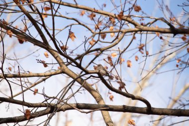 Fotoğraf çekildiğinde küçük sevimli siyah gözlü junco ağaca tünemişti. Küçük sevimli kuş kışın bir işaretidir ve genellikle kar kuşu olarak adlandırılır. Dalların her tarafında kahverengi yapraklar var..
