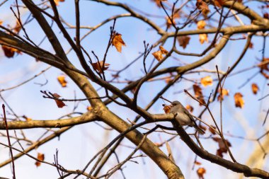 Fotoğraf çekildiğinde küçük sevimli siyah gözlü junco ağaca tünemişti. Küçük sevimli kuş kışın bir işaretidir ve genellikle kar kuşu olarak adlandırılır. Dalların her tarafında kahverengi yapraklar var..