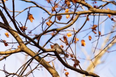 Fotoğraf çekildiğinde küçük sevimli siyah gözlü junco ağaca tünemişti. Küçük sevimli kuş kışın bir işaretidir ve genellikle kar kuşu olarak adlandırılır. Dalların her tarafında kahverengi yapraklar var..