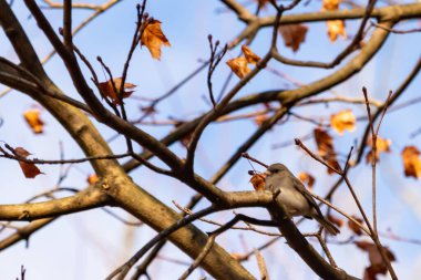 Fotoğraf çekildiğinde küçük sevimli siyah gözlü junco ağaca tünemişti. Küçük sevimli kuş kışın bir işaretidir ve genellikle kar kuşu olarak adlandırılır. Dalların her tarafında kahverengi yapraklar var..