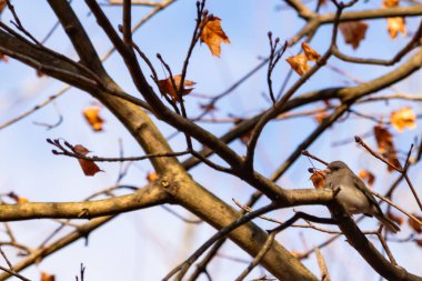 Fotoğraf çekildiğinde küçük sevimli siyah gözlü junco ağaca tünemişti. Küçük sevimli kuş kışın bir işaretidir ve genellikle kar kuşu olarak adlandırılır. Dalların her tarafında kahverengi yapraklar var..