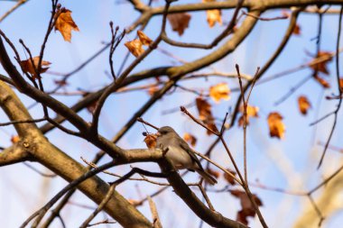 Fotoğraf çekildiğinde küçük sevimli siyah gözlü junco ağaca tünemişti. Küçük sevimli kuş kışın bir işaretidir ve genellikle kar kuşu olarak adlandırılır. Dalların her tarafında kahverengi yapraklar var..