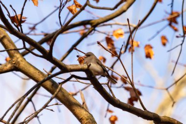 Fotoğraf çekildiğinde küçük sevimli siyah gözlü junco ağaca tünemişti. Küçük sevimli kuş kışın bir işaretidir ve genellikle kar kuşu olarak adlandırılır. Dalların her tarafında kahverengi yapraklar var..