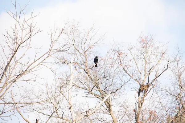 Ormanlık alanda güzel bir kış manzarası. Soğuk sıcaklıktan dolayı yaprakları olmayan ağaçlar. Çıplak uzuvlar iskelet gibi görünüyor. Dallara tünemiş siyah bir karga.