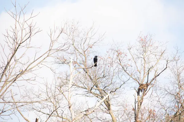 Ormanlık alanda güzel bir kış manzarası. Soğuk sıcaklıktan dolayı yaprakları olmayan ağaçlar. Çıplak uzuvlar iskelet gibi görünüyor. Dallara tünemiş siyah bir karga.