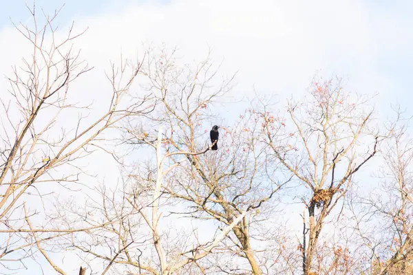 Ormanlık alanda güzel bir kış manzarası. Soğuk sıcaklıktan dolayı yaprakları olmayan ağaçlar. Çıplak uzuvlar iskelet gibi görünüyor. Dallara tünemiş siyah bir karga.