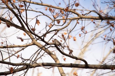 Fotoğraf çekildiğinde küçük sevimli siyah gözlü junco ağaca tünemişti. Küçük sevimli kuş kışın bir işaretidir ve genellikle kar kuşu olarak adlandırılır. Dalların her tarafında kahverengi yapraklar var..